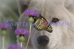 Monarch And Wolf (image for) Monarch And Wolf